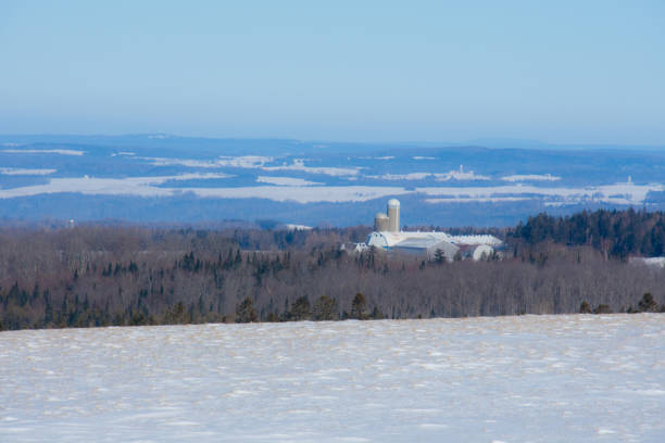 paisaje rural con granja y vacas en el invierno canadiense - cattle cow hill quebec fotografías e imágenes de stock