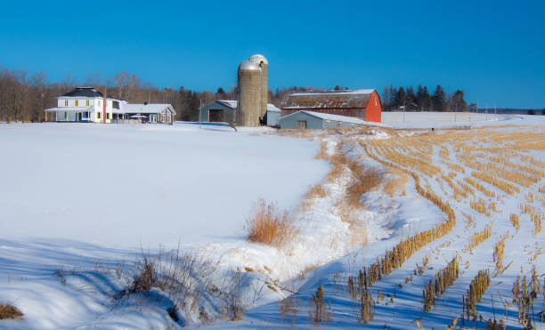 paisaje rural con granja y vacas en el invierno canadiense - cattle cow hill quebec fotografías e imágenes de stock