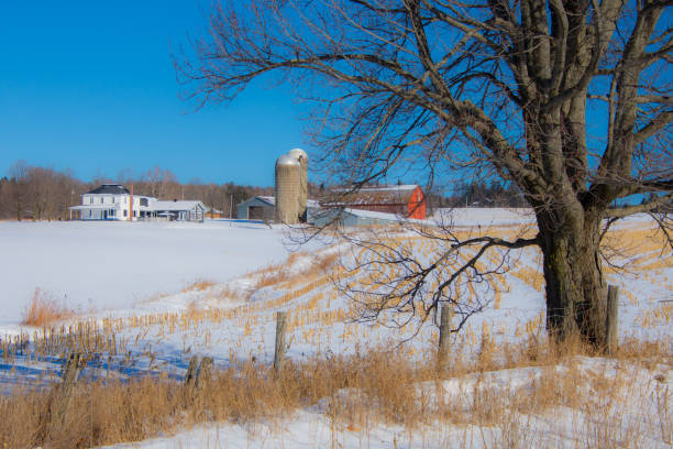 paisaje rural con granja y vacas en el invierno canadiense - cattle cow hill quebec fotografías e imágenes de stock