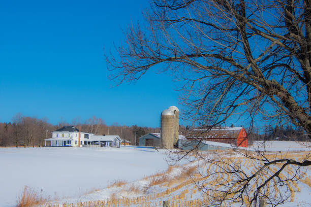 paisaje rural con granja y vacas en el invierno canadiense - cattle cow hill quebec fotografías e imágenes de stock