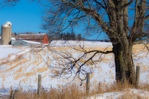 paisaje rural con granja y vacas en el invierno canadiense - cattle cow hill quebec fotografías e imágenes de stock