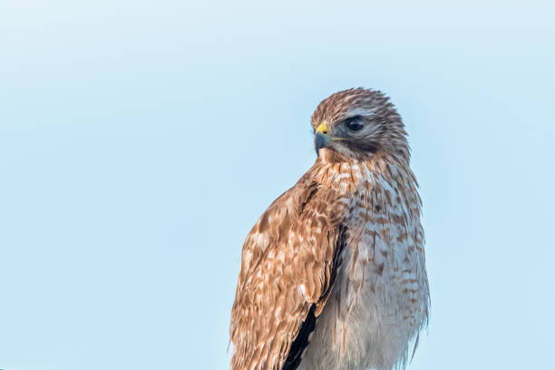 istock Close up portrait of a Red-shouldered Hawk 1365177314