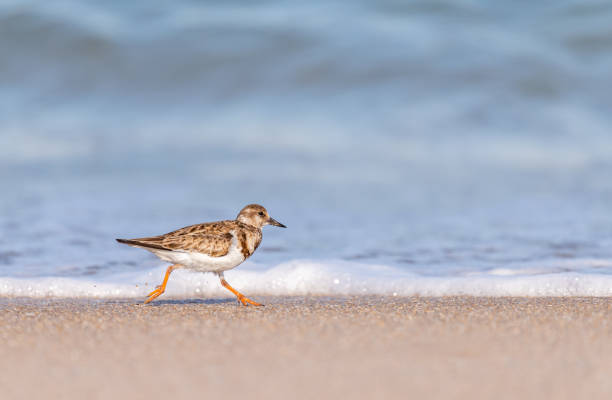 istock A ruddy turnstone shore bird running on the beach 1365177340
