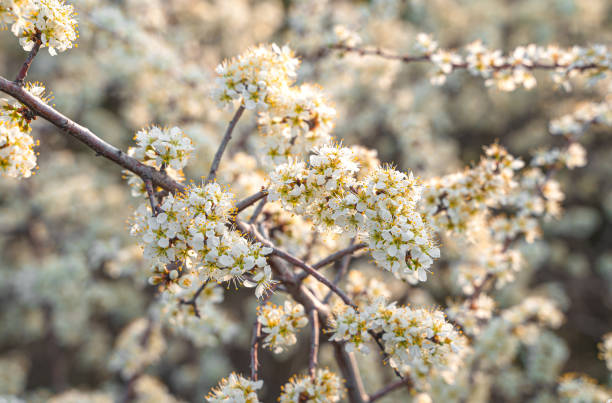 istock Beautiful flowering branches. For spring and Easter cards 1365178442