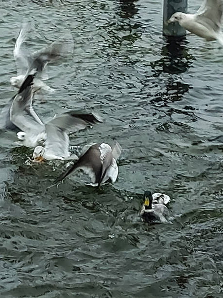 istock Seagulls on a lake on a cold winter day 1365180290