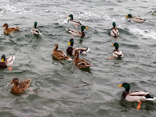 istock Ducks on a lake on a cold winter day 1365180330