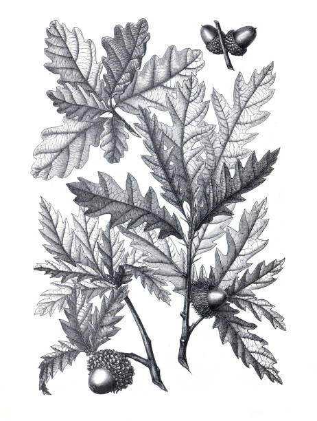 sessil eichenblatt (quercus petraea) gravierte antike illustration. vintage handgezeichnetes eichenblatt. - quercus ilex stock-grafiken, -clipart, -cartoons und -symbole