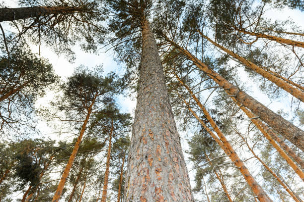 Crowns of pine trees, spruce in winter forest ,bottom-up view. Pine trunks close-up