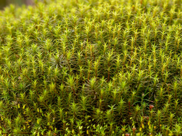 istock Green moss background. Star moss close-up top view. 1365183079
