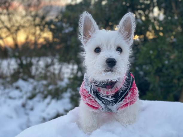 istock West highland white terrier puppy in the snow 1365183217