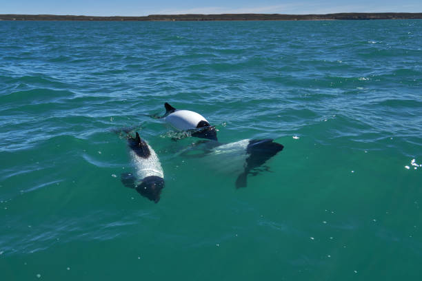 Black and white Commerson Dolphins swimming in the turquoise water of the atlantic ocean at the coast of patagonia in argentina, showing of their blow hole and dorsal fin and splashing some water, also known as Panda Dolphin or mini Orca delfines commerson blancos y negros nadando en el agua turquesa del océano atlántico en la costa de la patagonia en argentina, mostrando su agujero de soplado y aleta dorsal y salpicando algo de agua, también conocido como delfín panda o mini orca