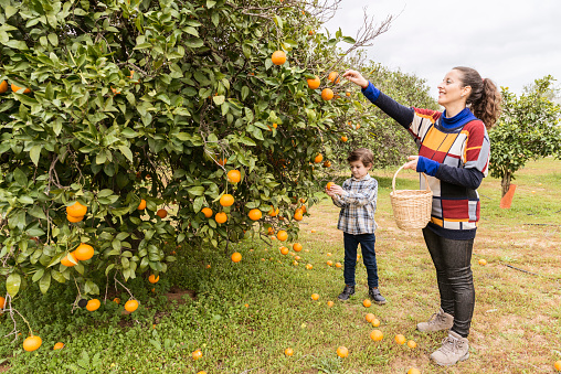 Woman and child in an orange grove picking oranges.