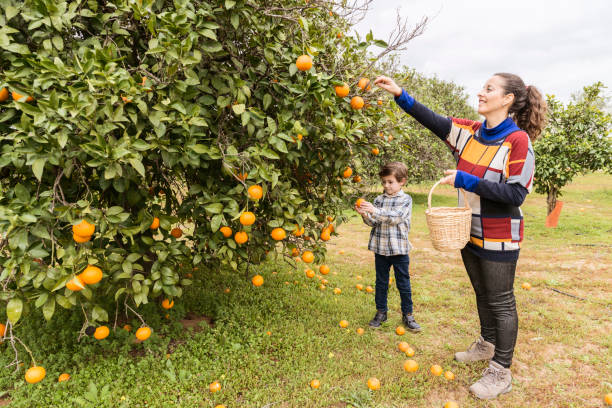 kobieta i dziecko zbierające pomarańcze - orchard child crop little boys zdjęcia i obrazy z banku zdjęć