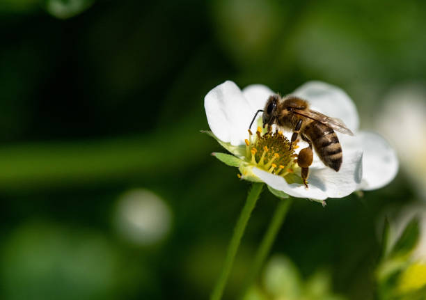 istock Bee on a strawberry flower 1365185803