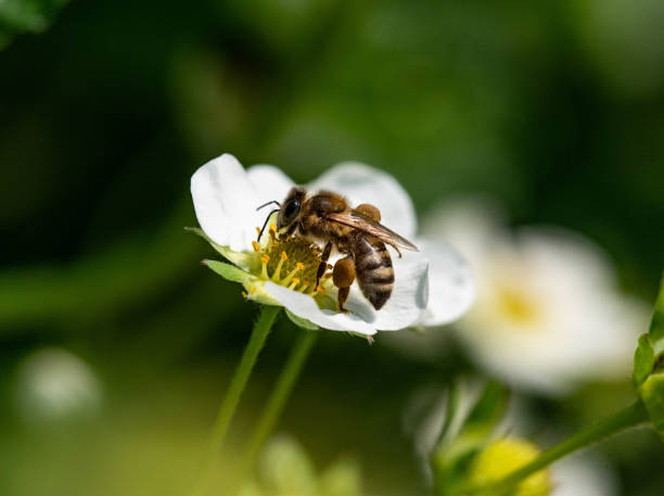 istock Bee on a strawberry flower 1365185827