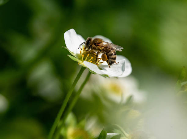 Bee on a strawberry flower
