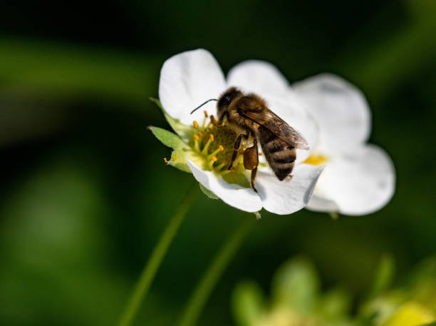 istock Bee on a strawberry flower 1365185847