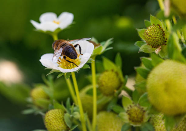 istock Bee on a strawberry flower 1365185872