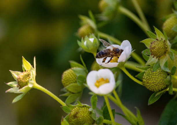 Bee on a strawberry flower  during summer day