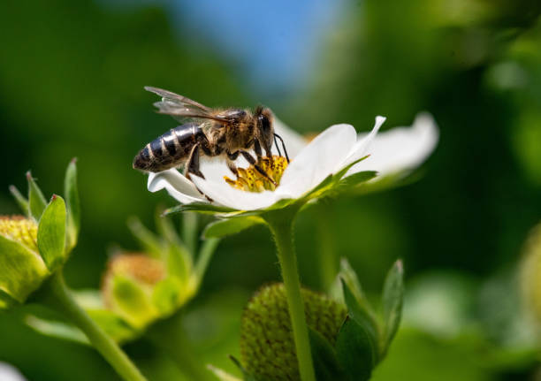 istock Bee on a strawberry flower 1365185911