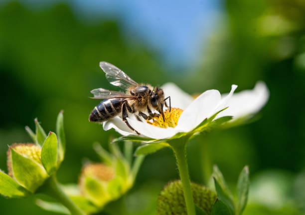 istock Bee on a strawberry flower 1365185916