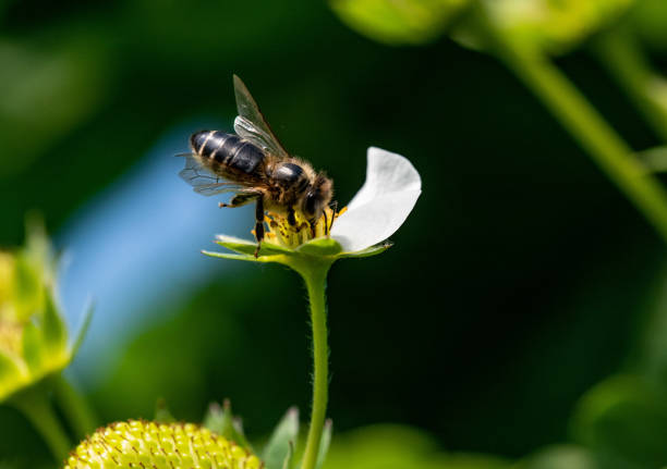 istock Bee on a strawberry flower 1365185928