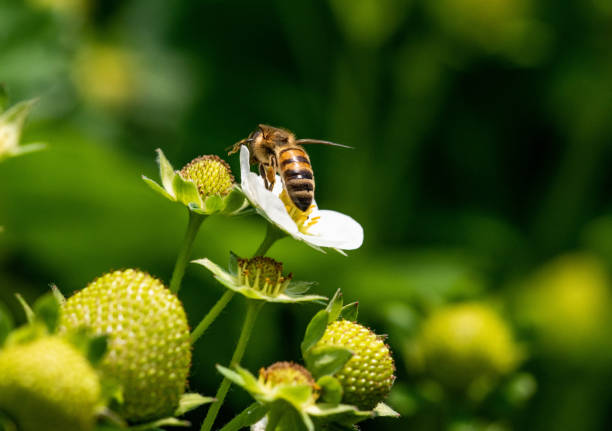 istock Bee on a strawberry flower 1365185937