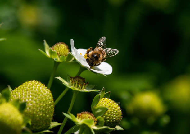 istock Bee on a strawberry flower 1365185946