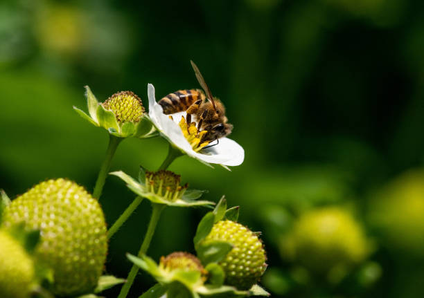 istock Bee on a strawberry flower 1365185958