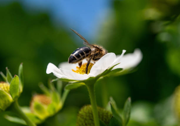 istock Bee on a strawberry flower 1365186001