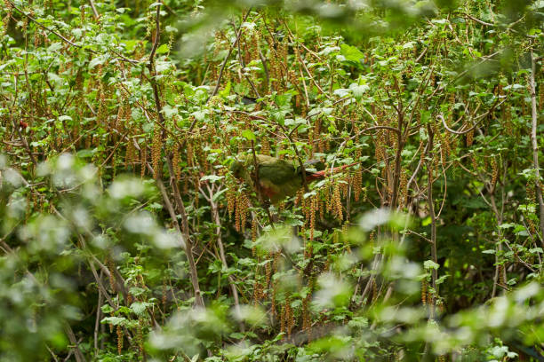 Enicognathus ferrugineus, the Austral Parakeet, Austral Conure or Emerald Parakeet can be found allover Patagonia in Chile and Argentina, sitting in dense green vegetation in tierra del fuego, Patagonia, south america enicognathus ferrugineus, el periquito austral, el cotorra austral o el periquito esmeralda se pueden encontrar en toda la patagonia en chile y argentina, sentados en una densa vegetación verde en tierra del fuego, patagonia, américa del sur.