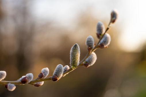 Close-up of a blossoming palm branch. The small branch runs from left to right with a flower in the middle of the picture in landscape format