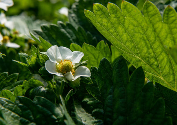 istock Bee on a strawberry flower 1365186814
