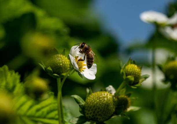 istock Bee on a strawberry flower 1365186954