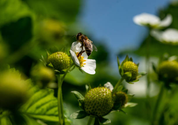 istock Bee on a strawberry flower 1365186955