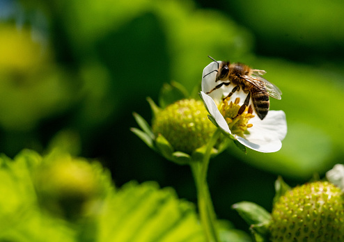 Bee on a strawberry flower  during summer day