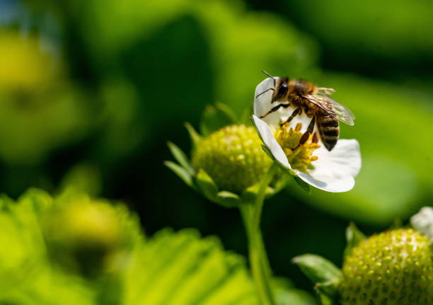 Bee on a strawberry flower Bee on a strawberry flower  during summer day biodiversity stock pictures, royalty-free photos & images