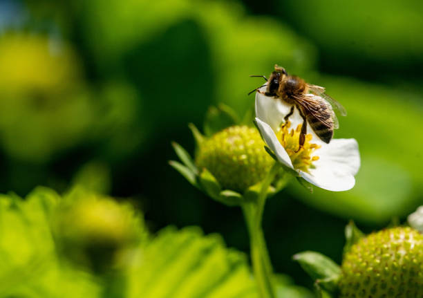 istock Bee on a strawberry flower 1365186969