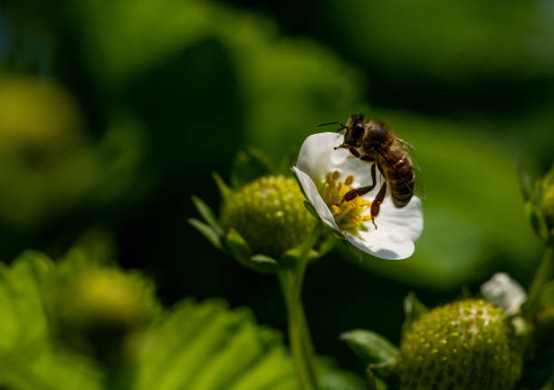 istock Bee on a strawberry flower 1365186970