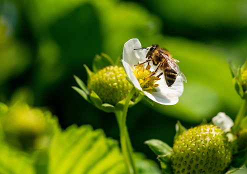 Bee on a strawberry flower  during summer day