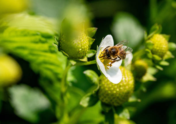 пчела на цветке клубники - tea berry currant fruit стоковые фото и изображения