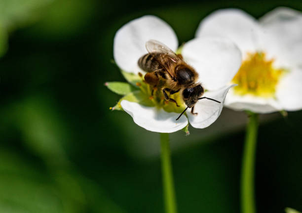 istock Bee on a strawberry flower 1365187020