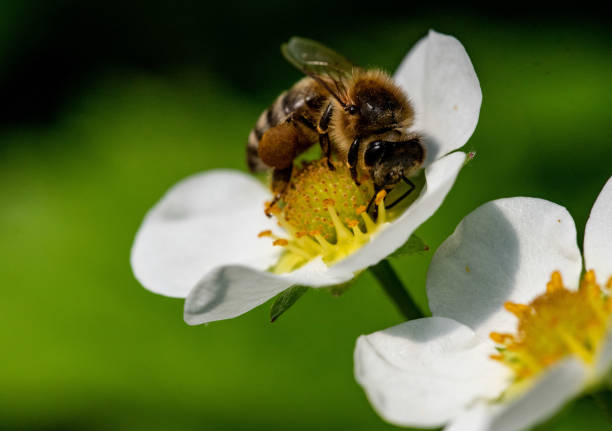 bee on a strawberry flower - biodiversidade imagens e fotografias de stock