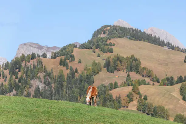 Young horse (Haflinger) on a high mountain pasture in Seiser Alm, South Tyrol, Italy