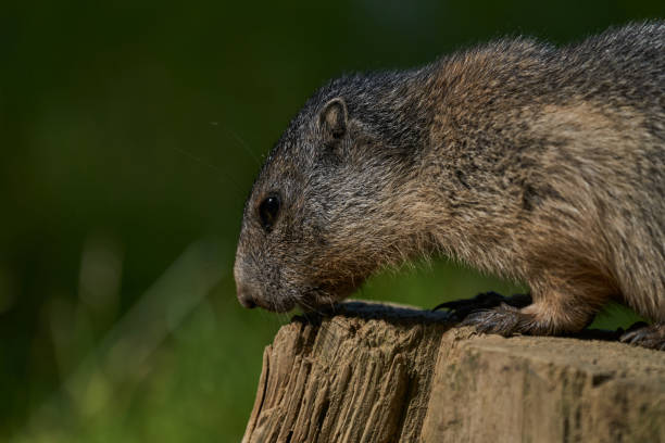 marmota monax, groundhog known from movie groundhog day with punxsutawney phil for weather forecast - punxsutawney phil stok fotoğraflar ve resimler