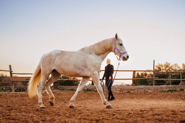 istock Blond woman doing lateral lunging her horse on a long rein in beautiful backlight at a rustic stable outdoors in Majorca 1365187530