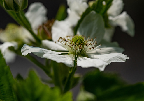 Bee on a flower  during summer day