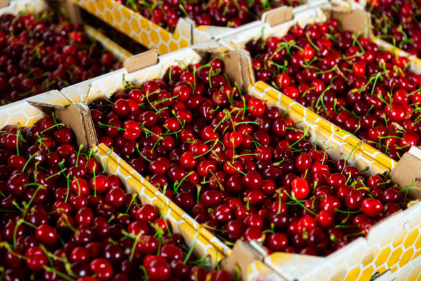 istock crates full of   ripe red cherries 1365188548