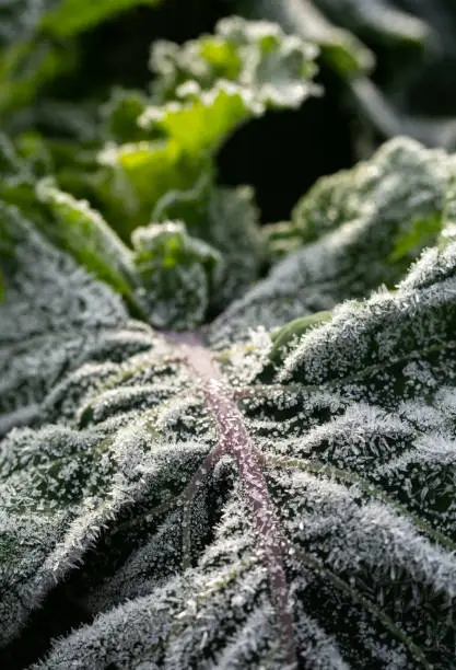 Organic Green Cabbage during a Freezing Winter Morning in Braga, Portugal.