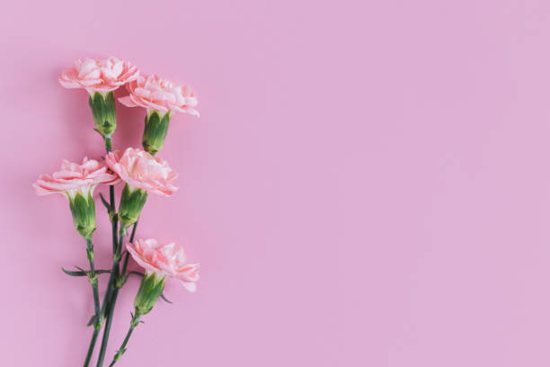 istock Tender carnation flowers on pastel pink background. 1365189804